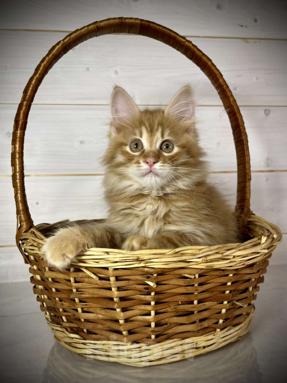 Кошки в других городах Московской области: Prize of Rufus Vallis Мальчик, 50 000 руб. - фото 2