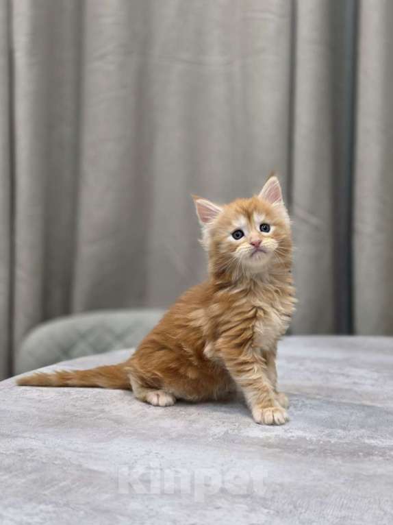 Кошки в Москве: Мальчик 1 помет D Мальчик, 65 000 руб. - фото 4