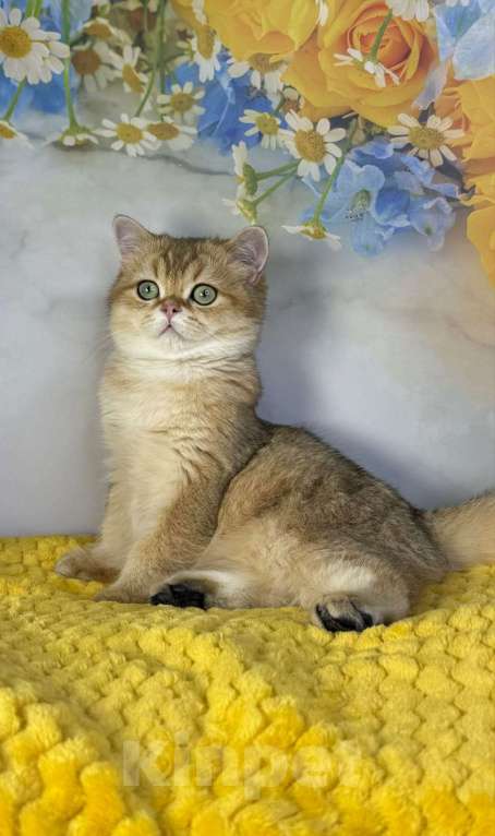 Кошки в Саранске: Шотландский мальчик золотая шиншилла Мальчик, 35 000 руб. - фото 2