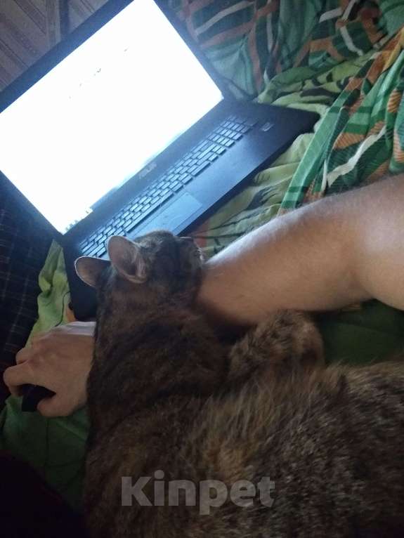 Кошки в других городах Московской области: Отдам милую кошку в добрые руки Девочка, Бесплатно - фото 3