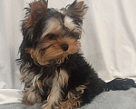 Собаки в Кирове: Щенки Йорки Мальчик, Бесплатно - фото 5