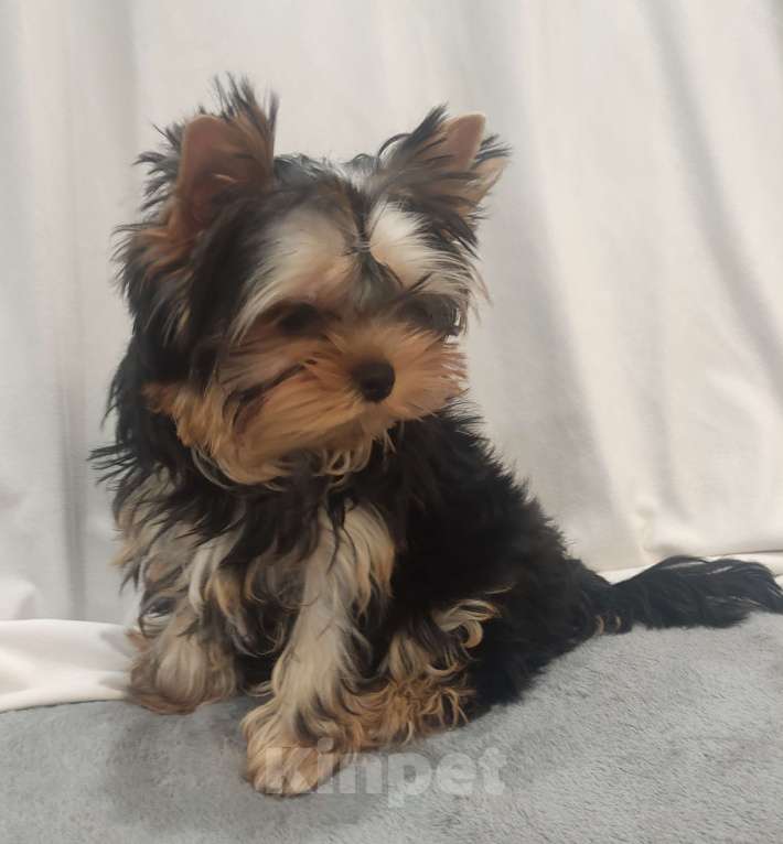 Собаки в Кирове: Щенки Йорки Мальчик, Бесплатно - фото 5