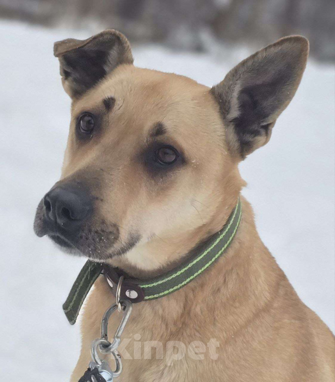 Собаки в Королеве: Пай  – красавчик, умничка и просто чудесный пёс! Мальчик, Бесплатно - фото 1