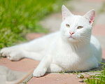 Кошки в Белоусовом: два белых котика ищут дом Мальчик, 100 руб. - фото 4
