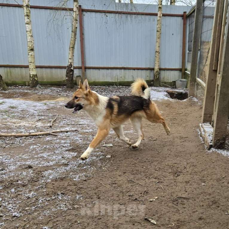 Собаки в Клине: Кешью — трепетная девочка скучает в приюте без своего человека Девочка, Бесплатно - фото 2