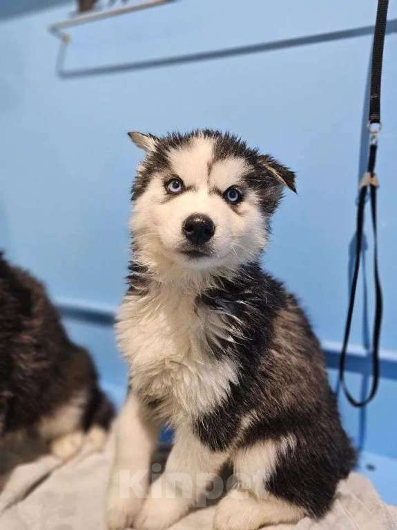 Собаки в Воронеже: Хельга Девочка, 12 000 руб. - фото 1