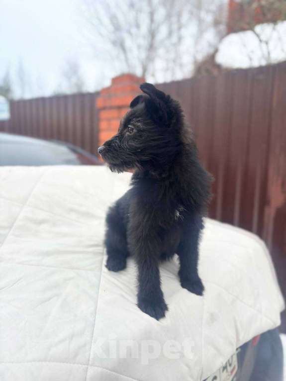 Собаки в Москве: Щенок 3х месяцев Ланча в добрые руки Девочка, Бесплатно - фото 2