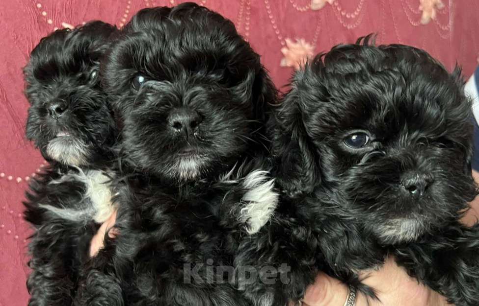 Собаки в других городах Курской области: Щенки ШИПУ  Девочка, 15 000 руб. - фото 7