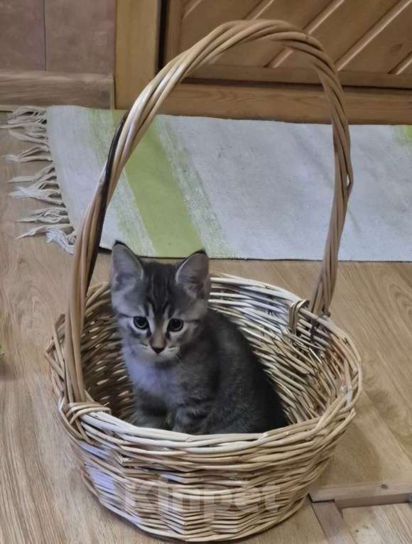 Кошки в Новосибирске: Отдам в добрые руки Девочка, Бесплатно - фото 4