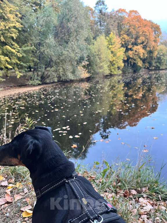 Собаки в Москве: Охотничий Ягдтрерьер в добрые руки (девочка 3 года) Девочка, Бесплатно - фото 2