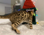 Кошки в других городах Московской области: Бенгальский котенок Мальчик, 18 000 руб. - фото 3