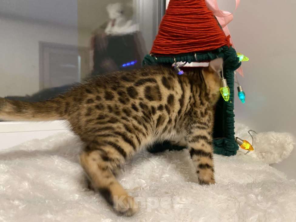 Кошки в других городах Московской области: Бенгальский котенок Мальчик, 18 000 руб. - фото 3