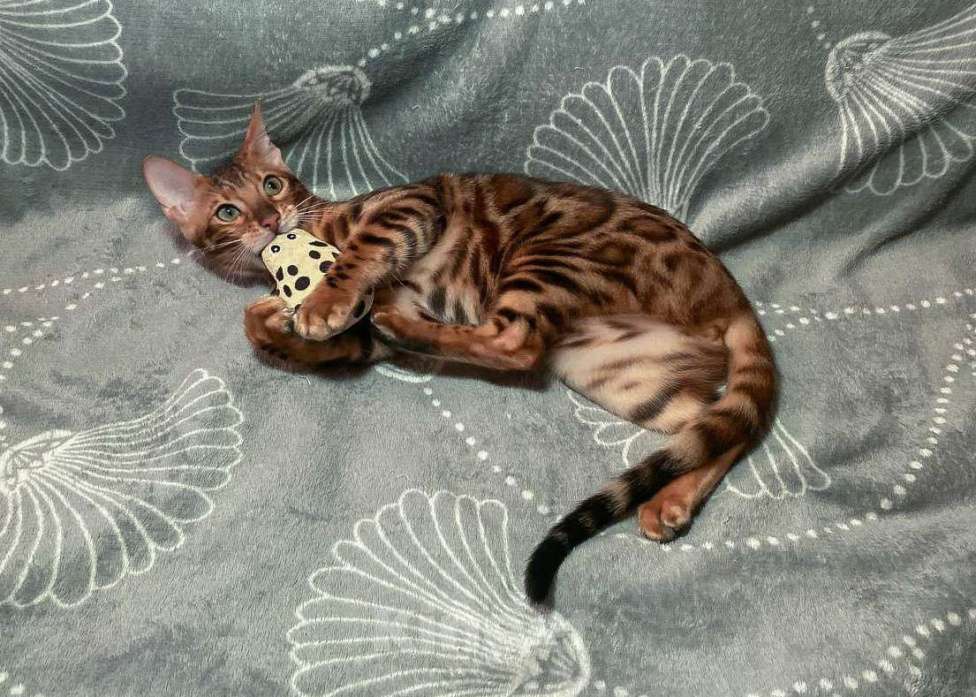 Кошки в Санкт-Петербурге: Бенгальский котенок, с документами Девочка, 30 000 руб. - фото 2