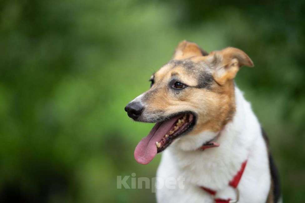 Собаки в Москве: Мальта Девочка, Бесплатно - фото 1