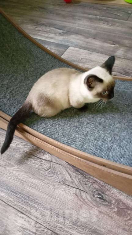 Кошки в Мурманске: манчкин Тема Мальчик, Бесплатно - фото 6