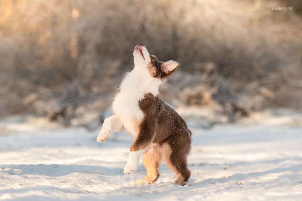 Собаки в Москве: Австралийская овчарка щенок  Мальчик, 45 000 руб. - фото 3