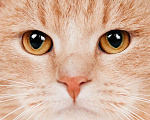 Кошки в Москве: Молодой рыжий красавец кот Вася в дар Мальчик, Бесплатно - фото 2