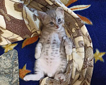 Кошки в Железнодорожном: Котяточки Мальчик, 8 000 руб. - фото 1