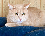 Кошки в Реутове: Рыжий котик Персик ищет дом!  Мальчик, Бесплатно - фото 3