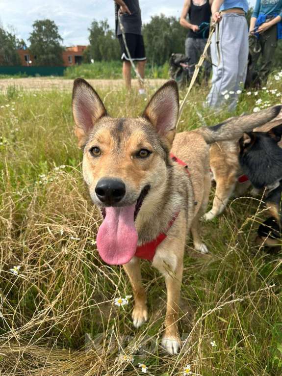 Собаки в Москве: Карамелька — обаятельная лисичка Девочка, Бесплатно - фото 4