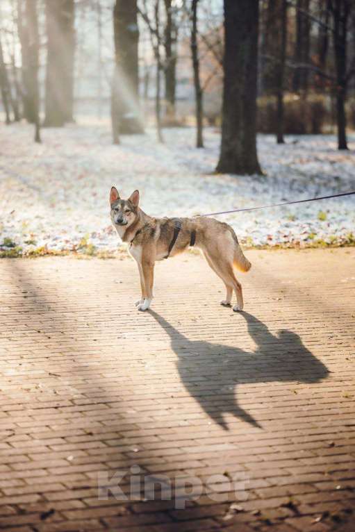 Собаки в Москве: Милая Корица ищет дом Девочка, Бесплатно - фото 2