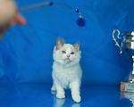 Кошки в Москве: Рэгдолл котенок блю биколор Мальчик, 70 000 руб. - фото 6