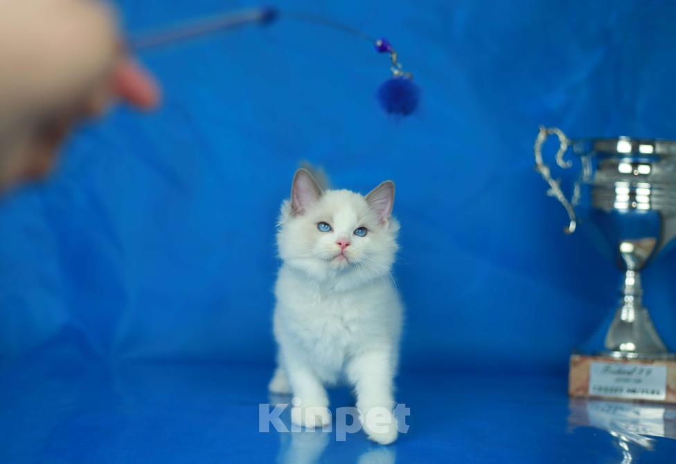 Кошки в Москве: Рэгдолл котенок блю биколор Мальчик, 70 000 руб. - фото 6