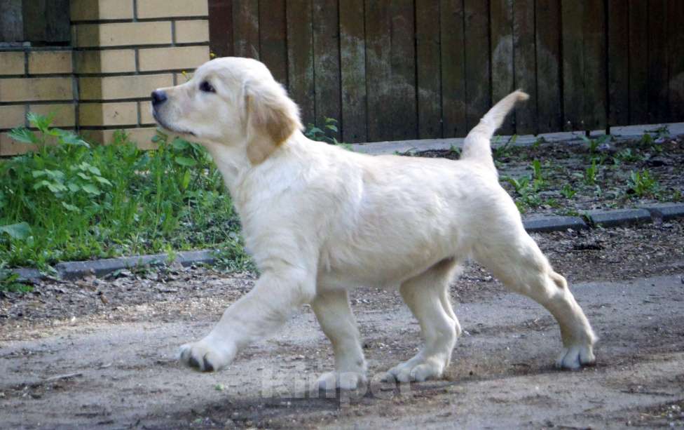 Собаки в Санкт-Петербурге: Щенки золотистого ретривера с документами РКФ, выражены профессионалами, импортные крови!  Девочка, Бесплатно - фото 4