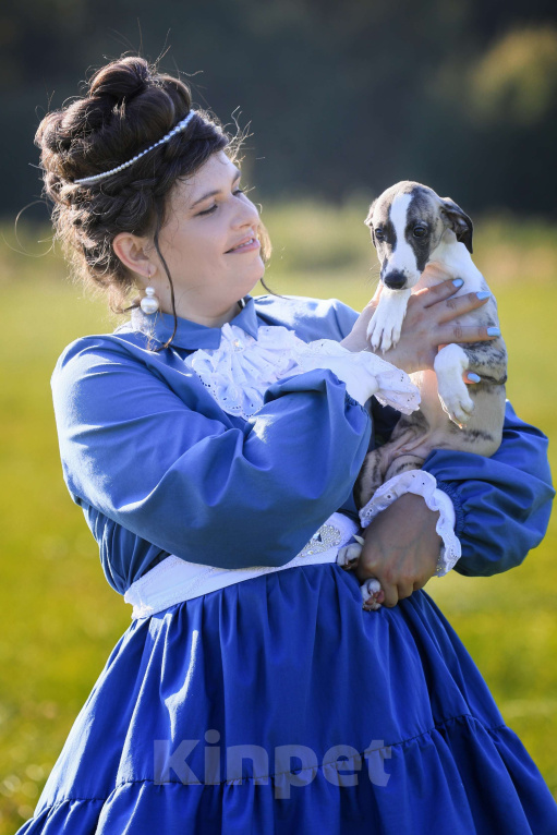 Собаки в Москве: Тиграш уиппет Мальчик, 40 000 руб. - фото 8