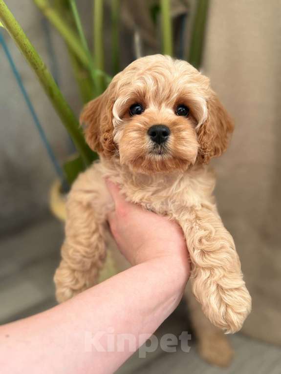 Собаки в Москве: Кавапу девочка Девочка, 120 000 руб. - фото 2