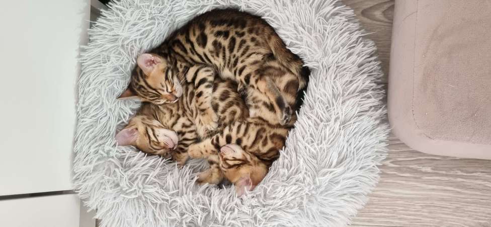 Кошки в Сургуте: Бенгальские котята Мальчик, 22 000 руб. - фото 9