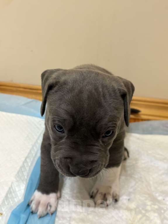 Собаки в других городах Московской области: Щенки Стаффорда Мальчик, 90 000 руб. - фото 3