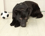 Собаки в Москве: Черный щенок Асти в дар Девочка, Бесплатно - фото 3