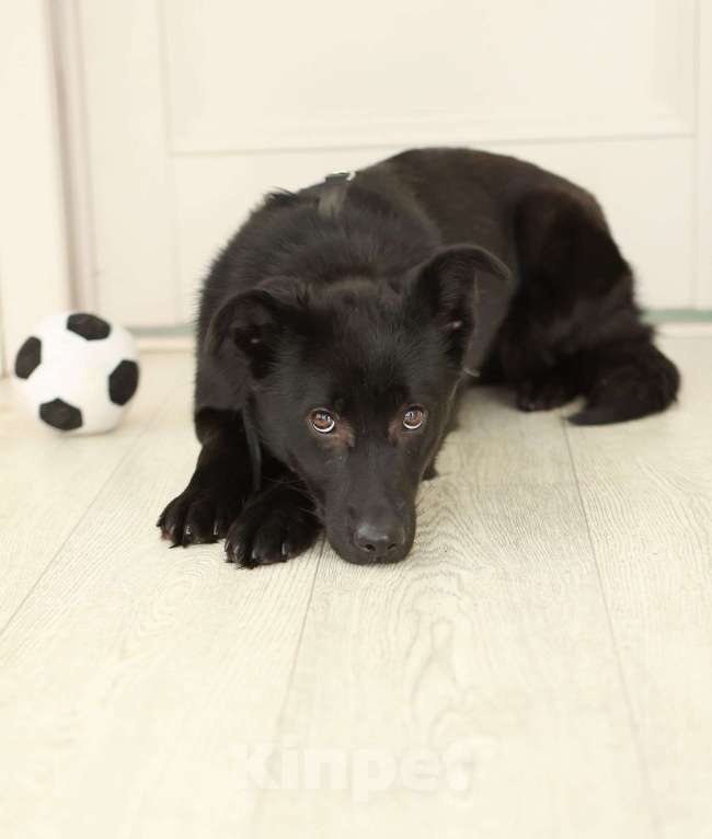 Собаки в Москве: Черный щенок Асти в дар Девочка, Бесплатно - фото 3