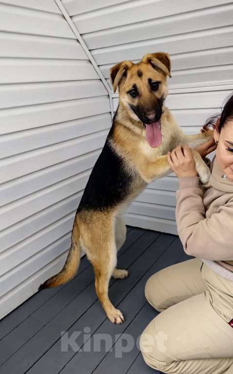 Собаки в Балашихе: щенок немецкой овчарки бесплатно метис Девочка, Бесплатно - фото 2