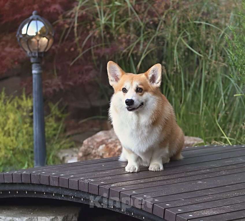 Собаки в Краснодаре: Породный щенок вельш корги пемброк мальчик Мальчик, Бесплатно - фото 8