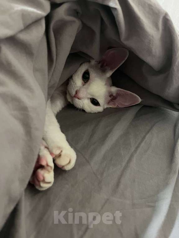 Кошки в Казани: Девон-рекс кошка Девочка, 50 000 руб. - фото 5