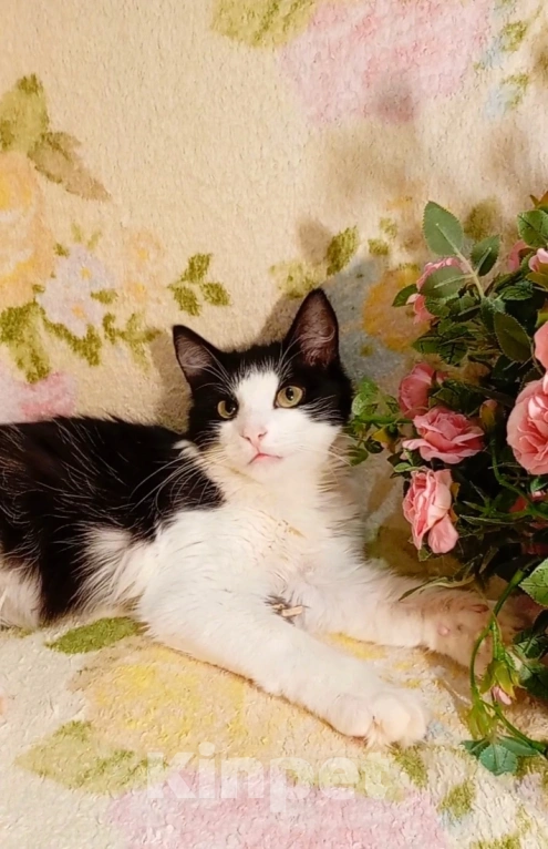 Кошки в Уфе: Котёнок подросток в добрые руки Мальчик, Бесплатно - фото 5