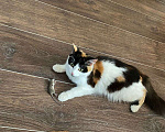 Кошки в Барнауле: Кошка-мышеловка Девочка, 10 руб. - фото 2