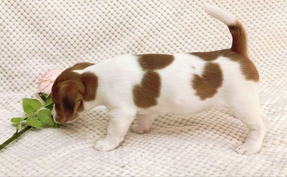 Собаки в Москве: Девочка Джек Рассел терьера Девочка, 35 000 руб. - фото 2