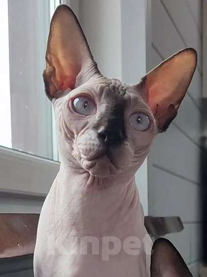 Кошки в Москве: Бильбо -канадский сфинкс  Мальчик, Бесплатно - фото 4