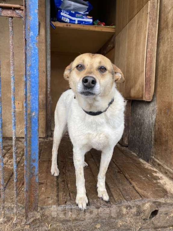 Собаки в Москве: Заберите меня из приюта! Я жду этого всю свою жизнь… ( Девочка, Бесплатно - фото 6