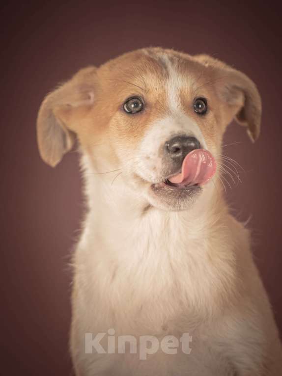 Собаки в Клине: Амиго — общительный и смышлёный парень, который хочет поскорее начать радовать своего человека Мальчик, Бесплатно - фото 4