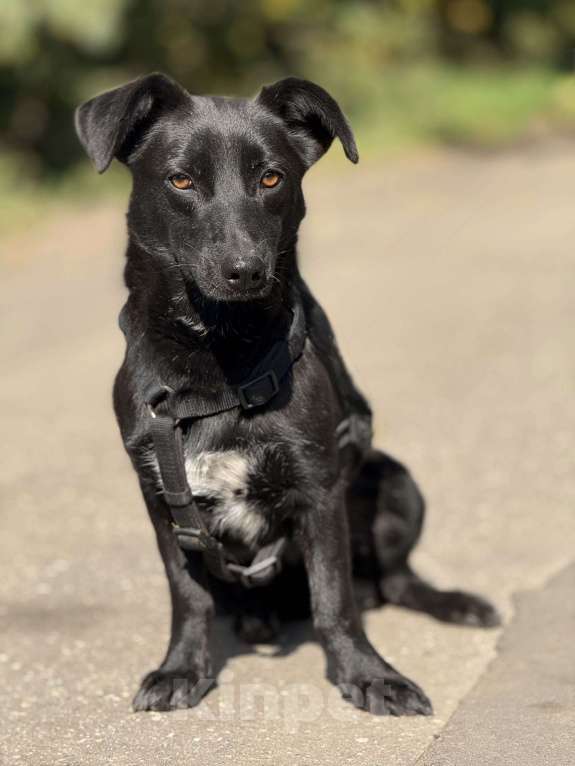 Собаки в Москве: Ирма Девочка, Бесплатно - фото 4