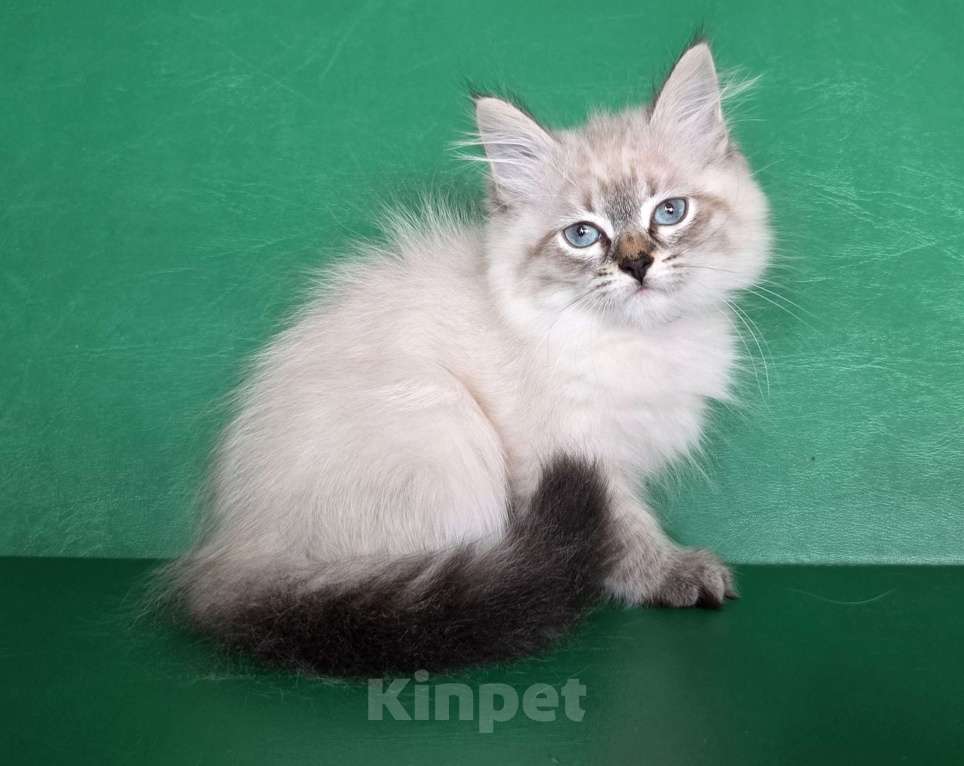 Кошки в Воронеже: Невские маскарадные котята Девочка, 40 000 руб. - фото 2