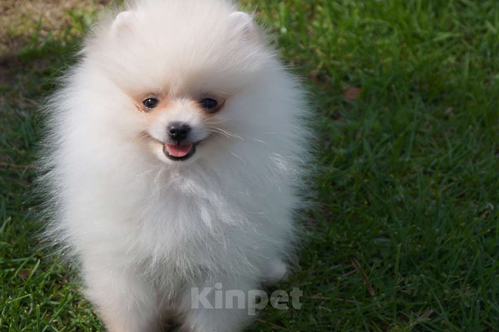 Собаки в Москве: Белый   мини мальчик- померанский шпиц Мальчик, 35 000 руб. - фото 1