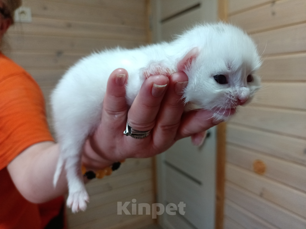 Кошки в Санкт-Петербурге: Сибирский клубный котенок с документами и вакцинациями Девочка, Бесплатно - фото 1