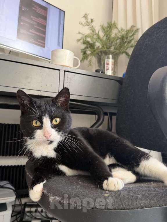 Кошки в Москве: Альпинист- кот оптимиста Мальчик, Бесплатно - фото 9