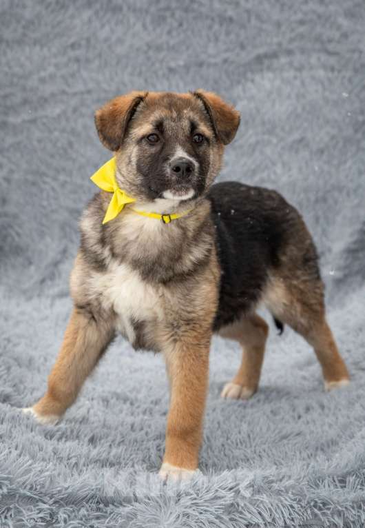 Собаки в Москве: Щенок 4х месяцев Мариус в добрые руки Мальчик, Бесплатно - фото 1