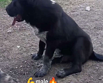 Собаки в Майкопе: Ждём семью для черного щенка туркменского алабая Мальчик, 50 000 руб. - фото 5